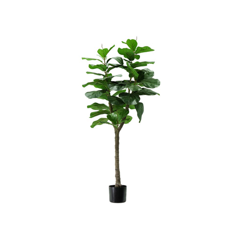 Ficus lyrata plant in polyethylene with 60 leaves and pot with moss 130cm