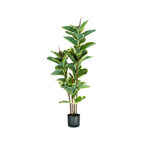 Ficus elastica plant in polyethylene with 54 leaves and pot with moss 145cm