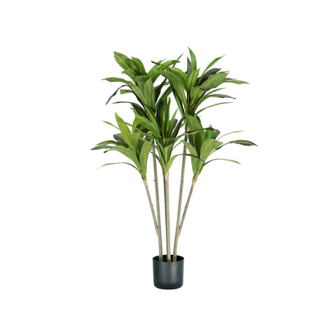 Dracaena plant in polyethylene with 88 leaves and pot with moss 130cm