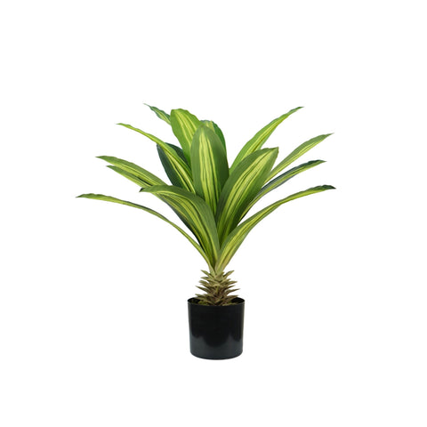 Dracaena plant in polyethylene with 19 leaves and pot with moss 60cm