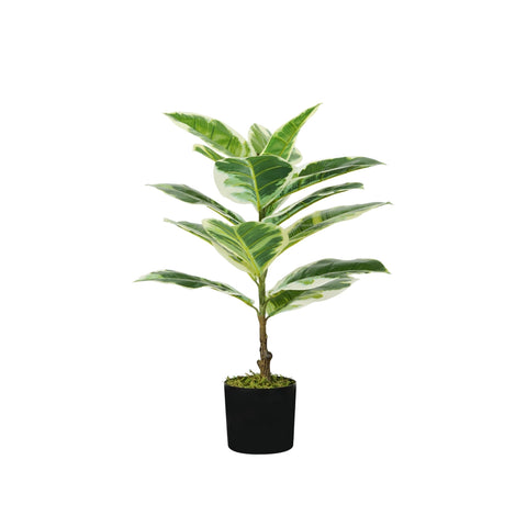 Ficus elastica plant in polyethylene with 15 leaves and pot with moss 65cm