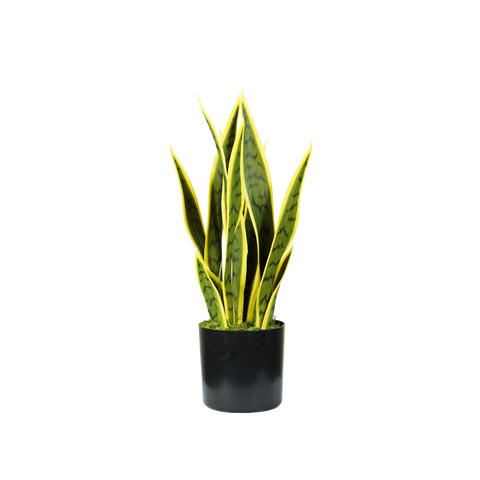 Sansevieria plant in polyethylene with 12 leaves in pot with moss 45cm