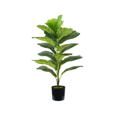 Ficus lyrata plant in polyethylene with 21 leaves and pot with moss 75cm